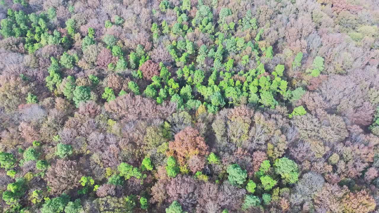 秋季森林鸟瞰图视频素材