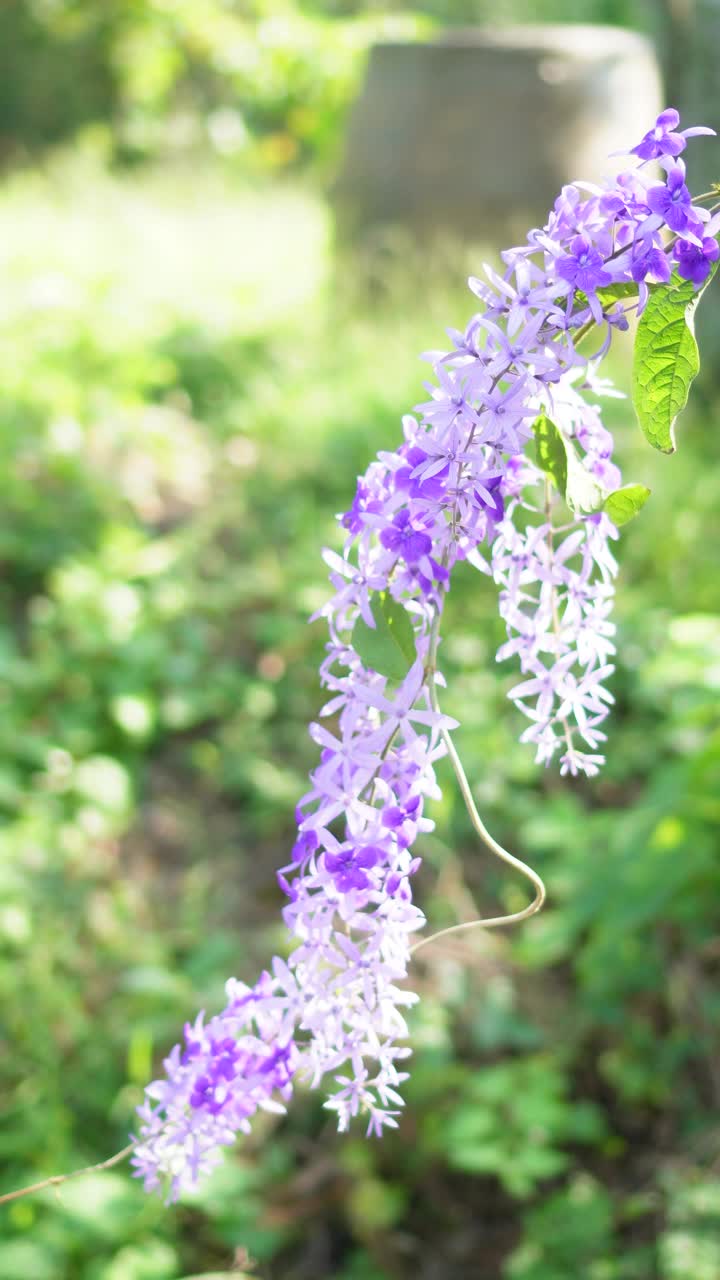 蜜蜂砂纸藤紫色花环花束紫色的花束五个花瓣像一个五个尖的花瓣盛开在花园的自然背景模糊视频素材