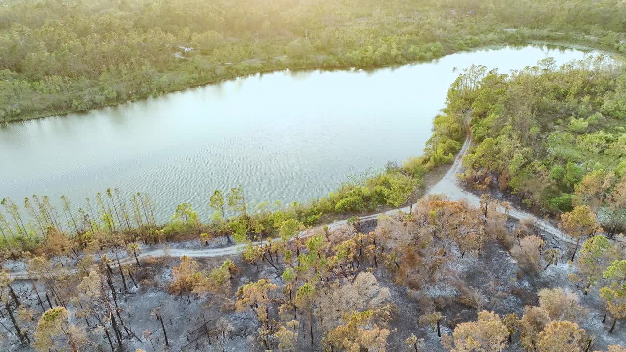 野火过后，被摧毁的森林地面覆盖着灰烬层和烧焦的死植被。自然灾害概念视频素材