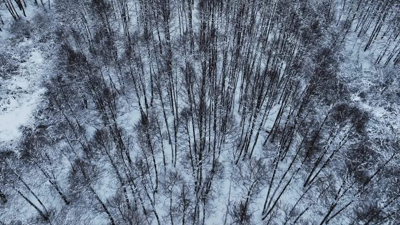 冬天，光秃秃的树木被冰雪覆盖。森林里的树在冬天冬眠。视频素材
