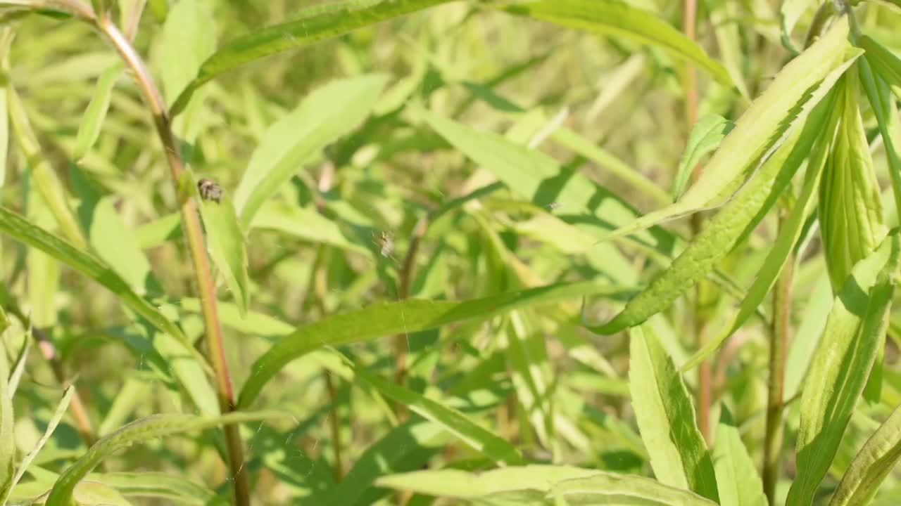 一只蜘蛛在捕食另一只蜘蛛。视频素材