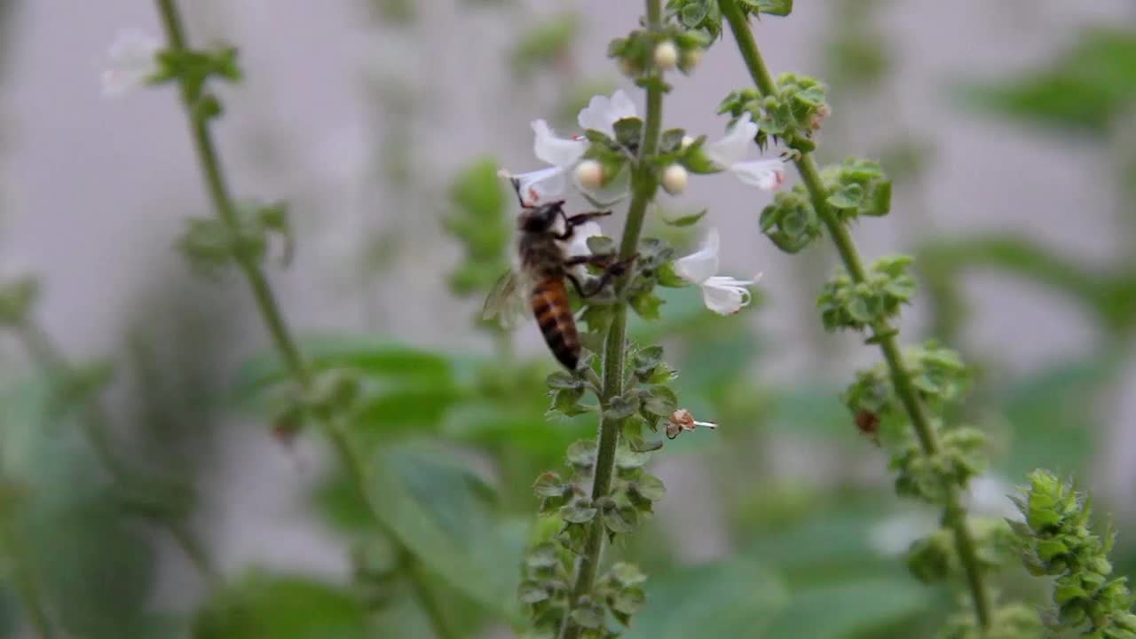 一只蜜蜂在植物中寻找蜂蜜视频素材