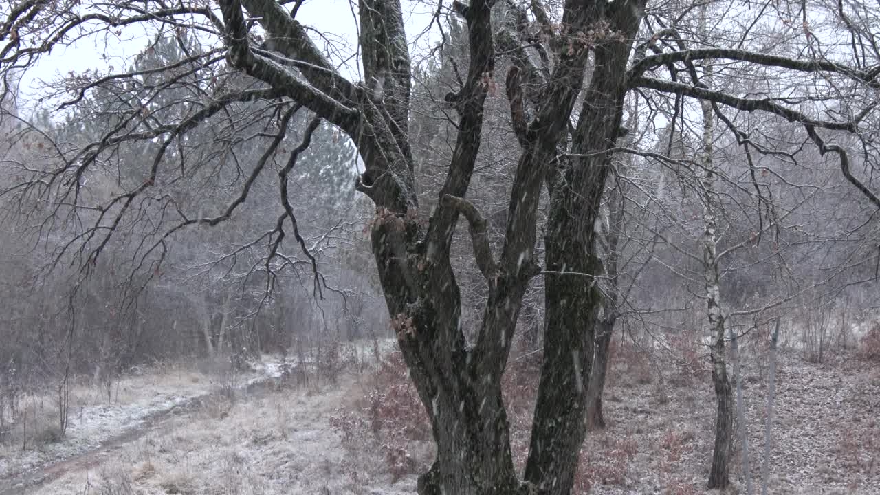 冬雪飘落，橡树倒下。视频素材