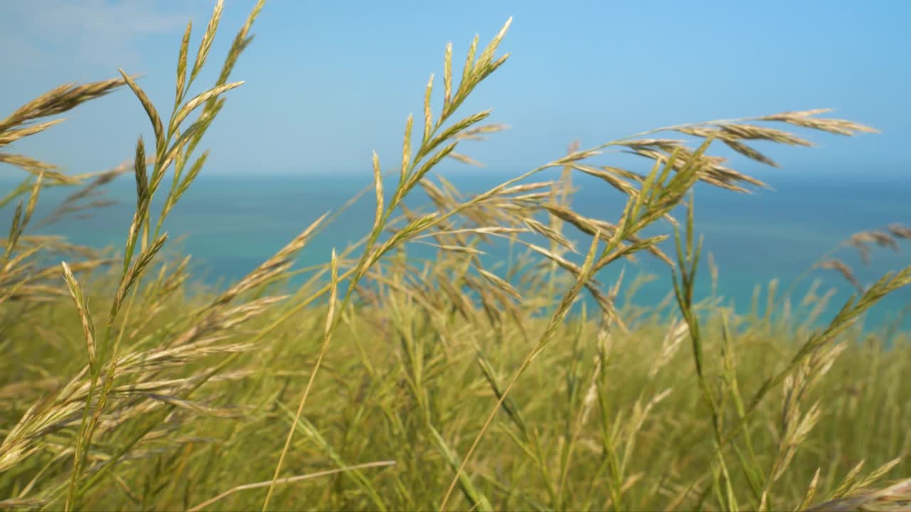 特写，DOF:女性的手轻轻地抚摸着在夏风中摇曳的绿草视频素材