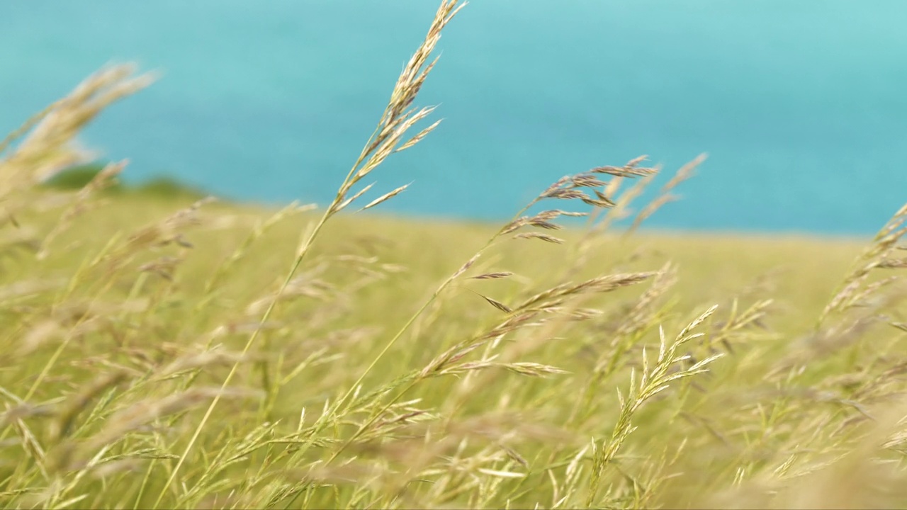 特写，DOF:蓝海之上的悬崖上摇曳的草的详细视图视频素材