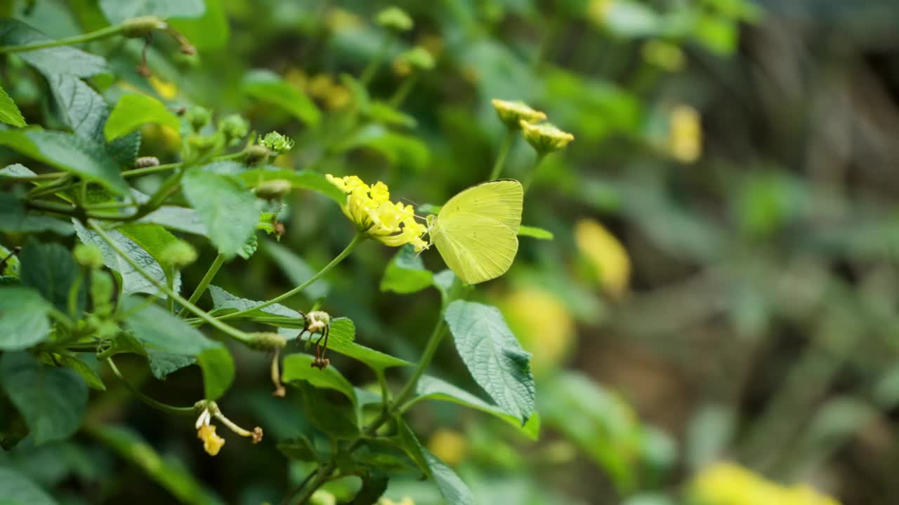 在韩国的Ecorium植物园里，普通的草黄蝴蝶正在吃黄色的灯笼灌木视频素材