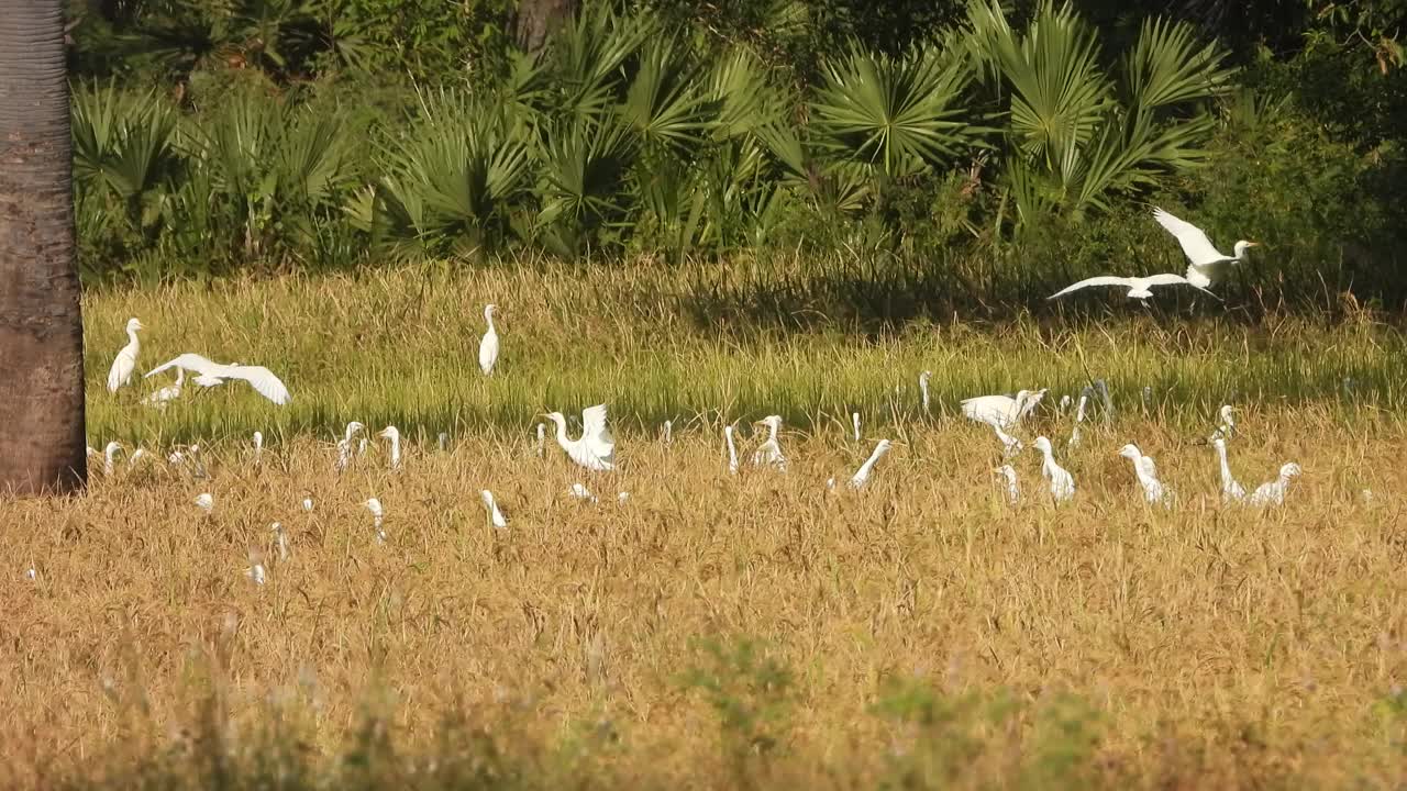 苍鹭在稻草上嬉戏——稻子。视频素材