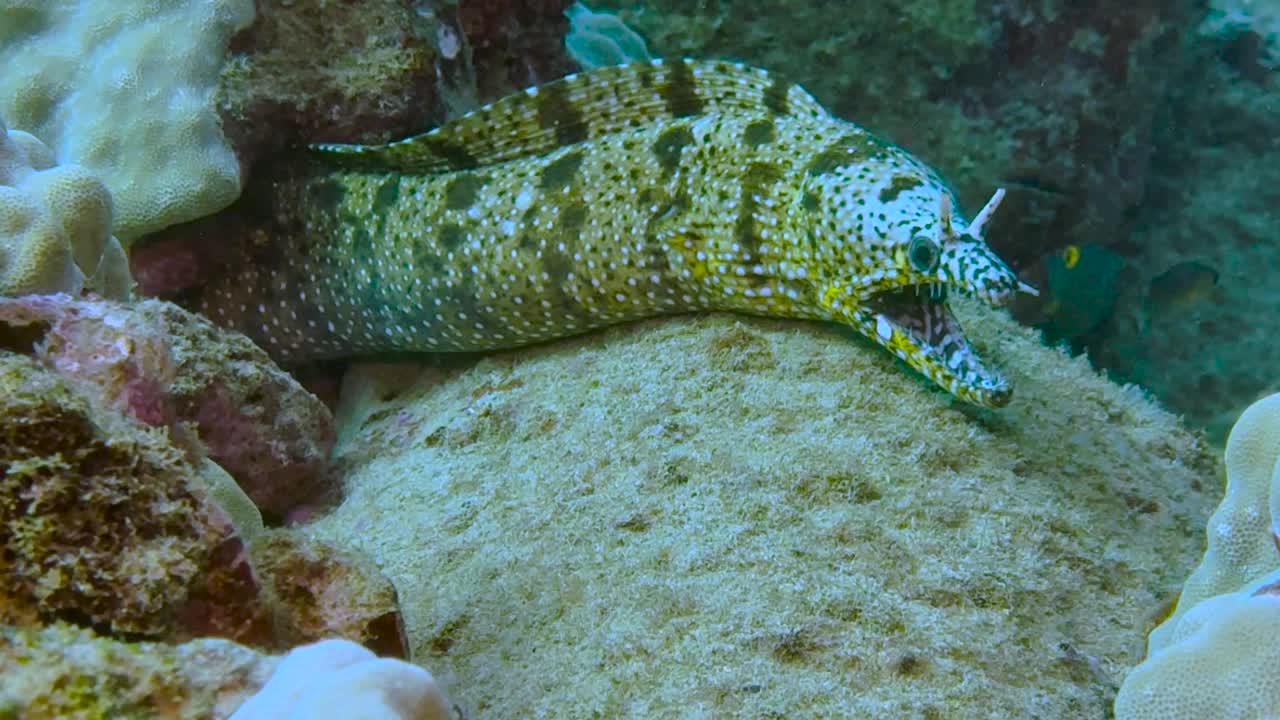 一条海鳗在海底被珊瑚礁包围的洞穴里捕猎。太平洋，夏威夷考艾岛。视频素材