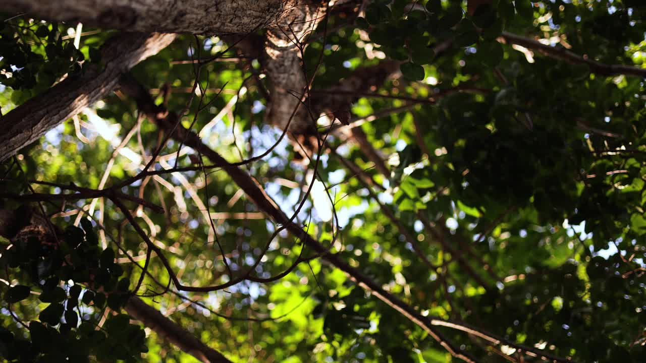 夏天的风景，树木映衬着天空。视频素材