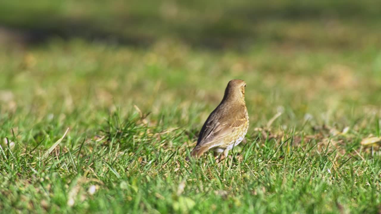 Fieldfare跑过一片草地寻找食物视频素材