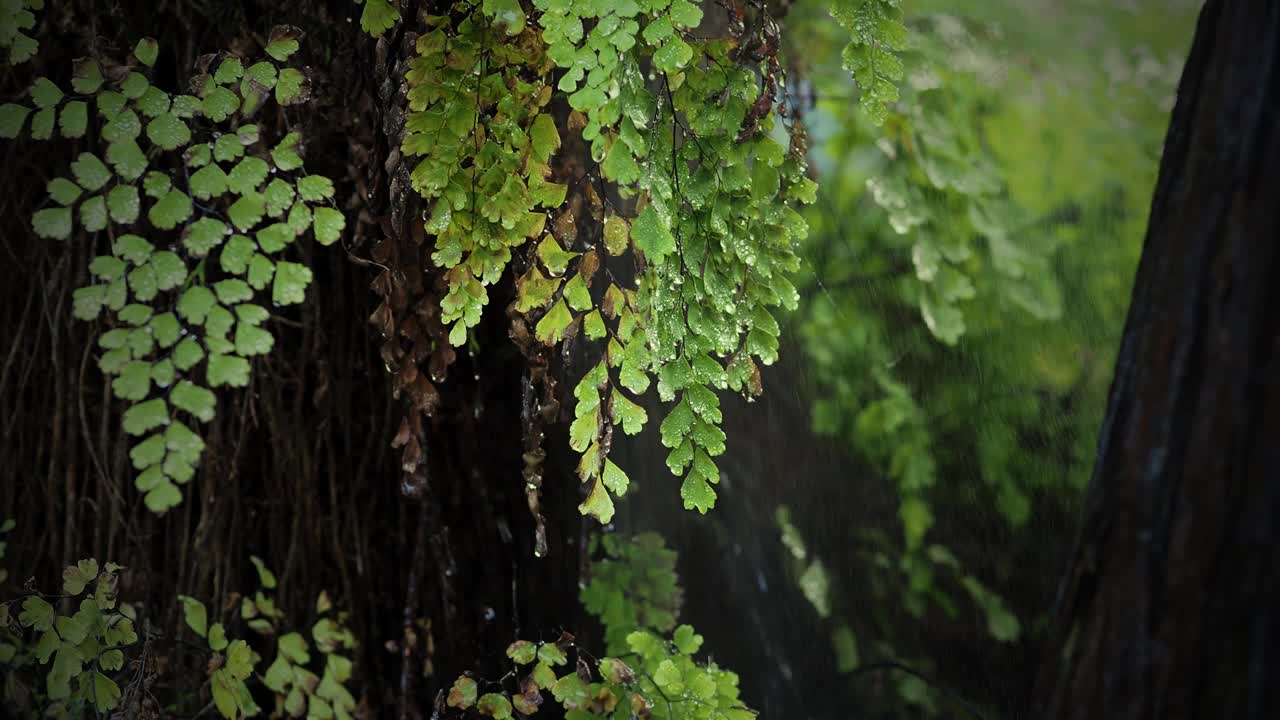 绿枝在雨中在森林里视频素材