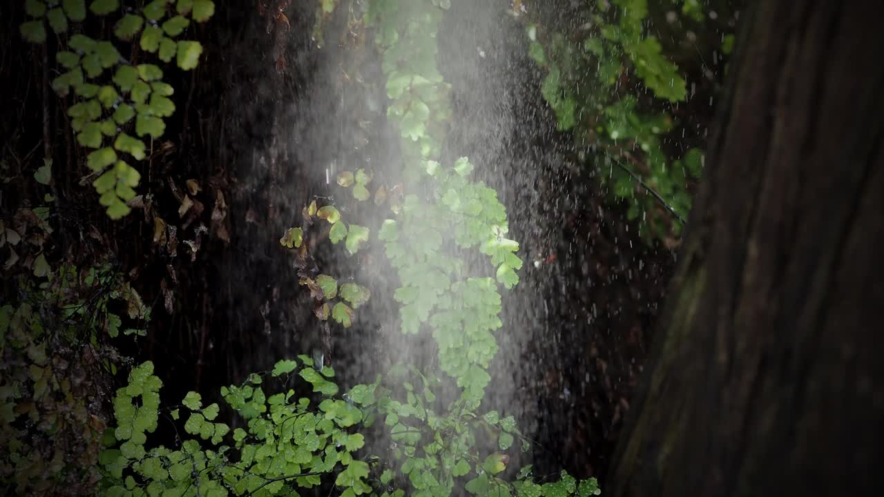 绿枝在雨中在森林里视频素材