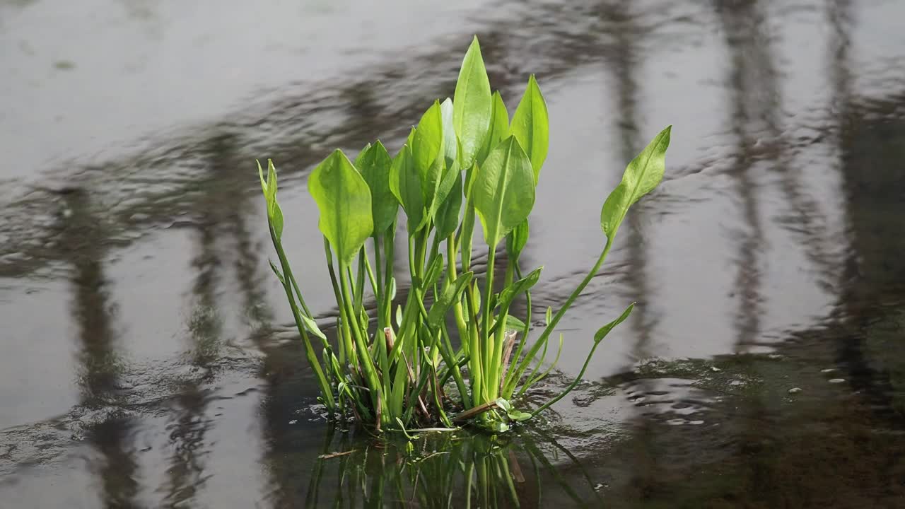 池塘里的绿草视频下载