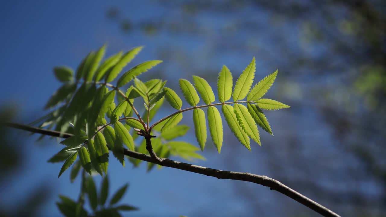 森林里的绿色树枝视频下载