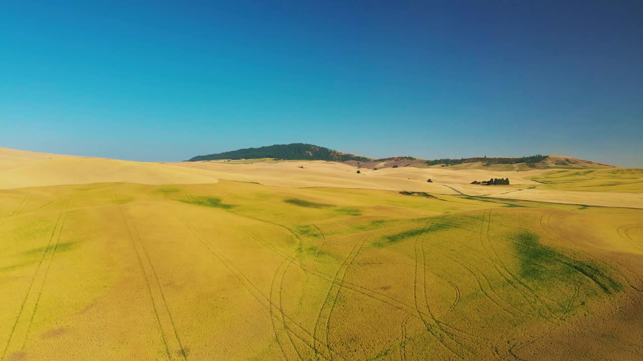 无人机拍摄的夏日麦田视频素材