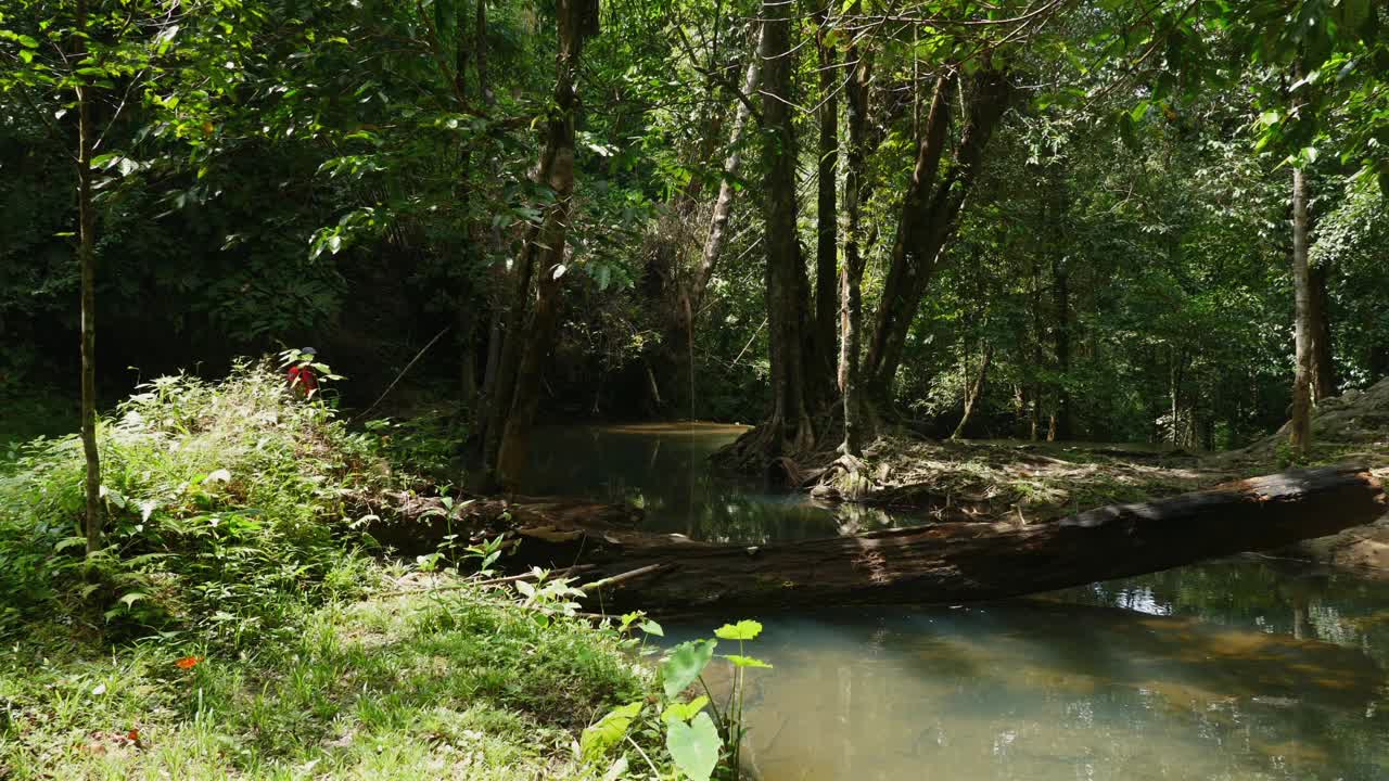 宁静的森林溪流，有天然的绿色植物和野生动物栖息地。环境保护。视频素材