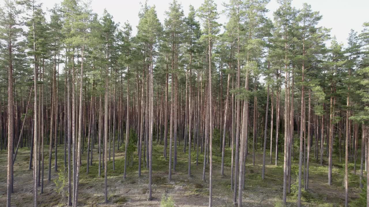 空中运输的高松林与稀疏的下层植被，树木背景视频素材