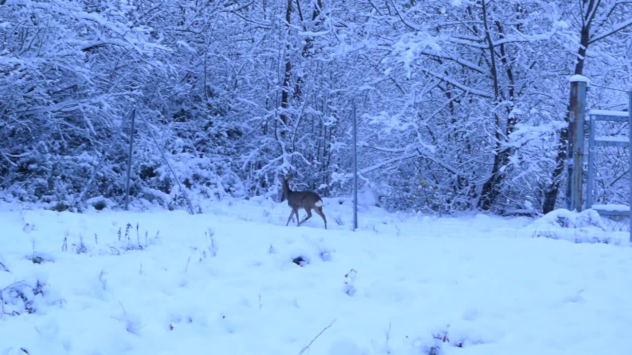 欧洲野鹿在皑皑白雪中奔跑，试图跳过围栏。视频下载