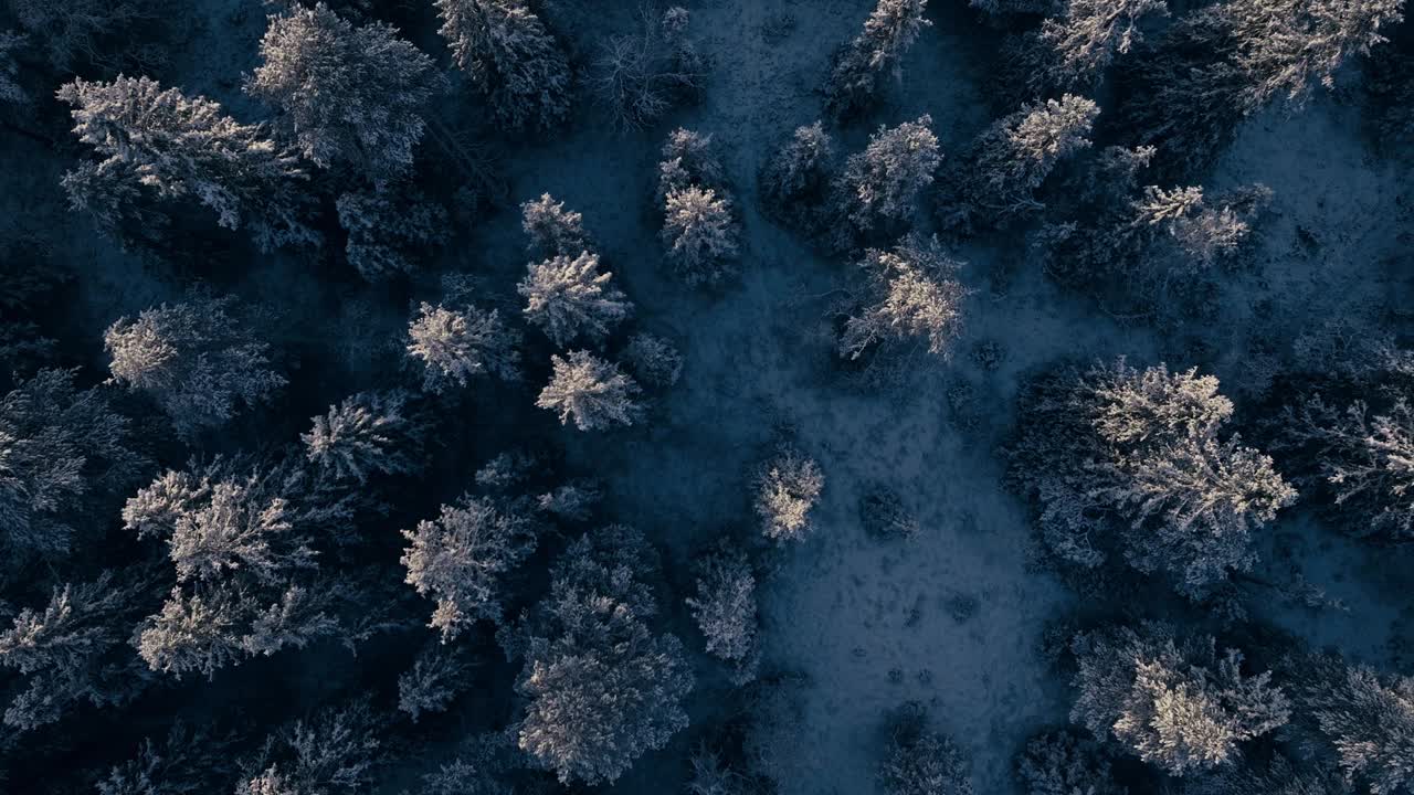 鸟瞰在挪威因德福森的针叶积雪覆盖的森林-无人机拍摄视频素材