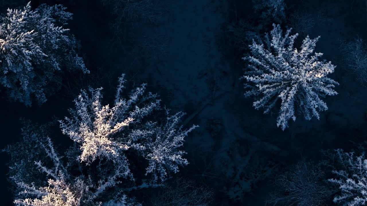 冬季冰雪覆盖树木的冰冻森林，挪威，因德福森——空中俯瞰视频素材