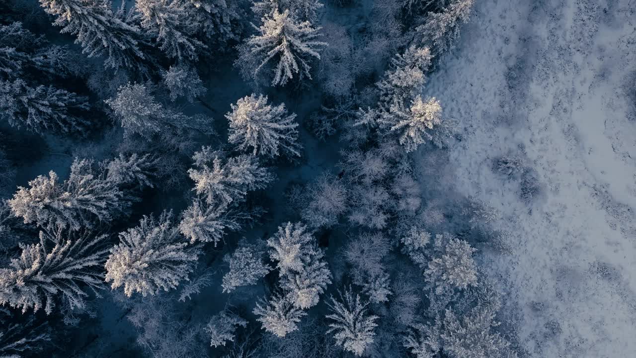 从上往下看冬天的森林，树木被雪覆盖在挪威的因德福森——无人机拍摄视频素材