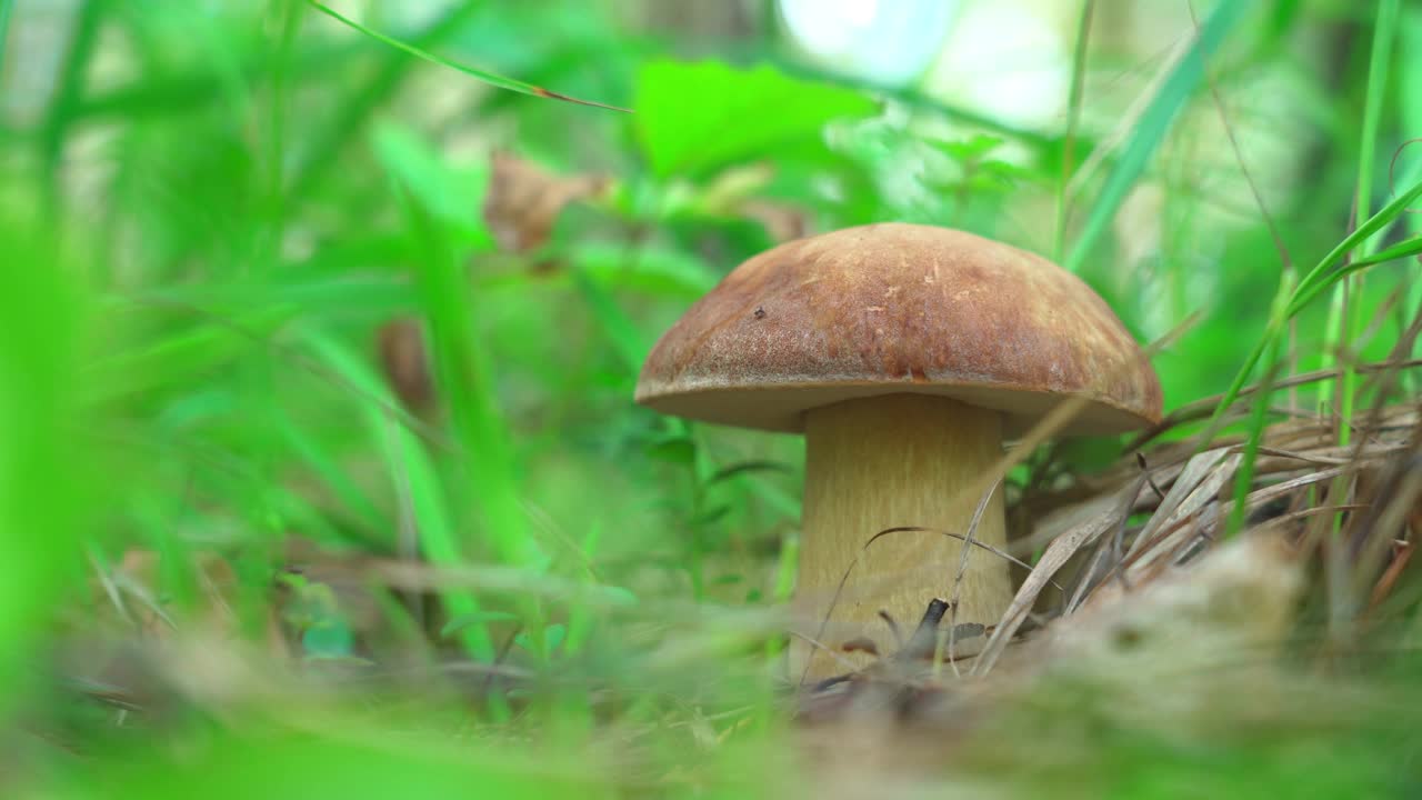 生长在森林中草叶之间的肉芽孢杆菌。视频素材