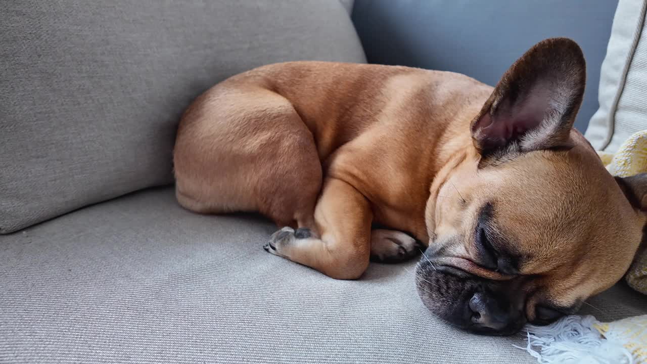 一只法国斗牛犬躺在灰色的沙发上，毯子被咬碎了，看起来休息了一会儿。视频素材