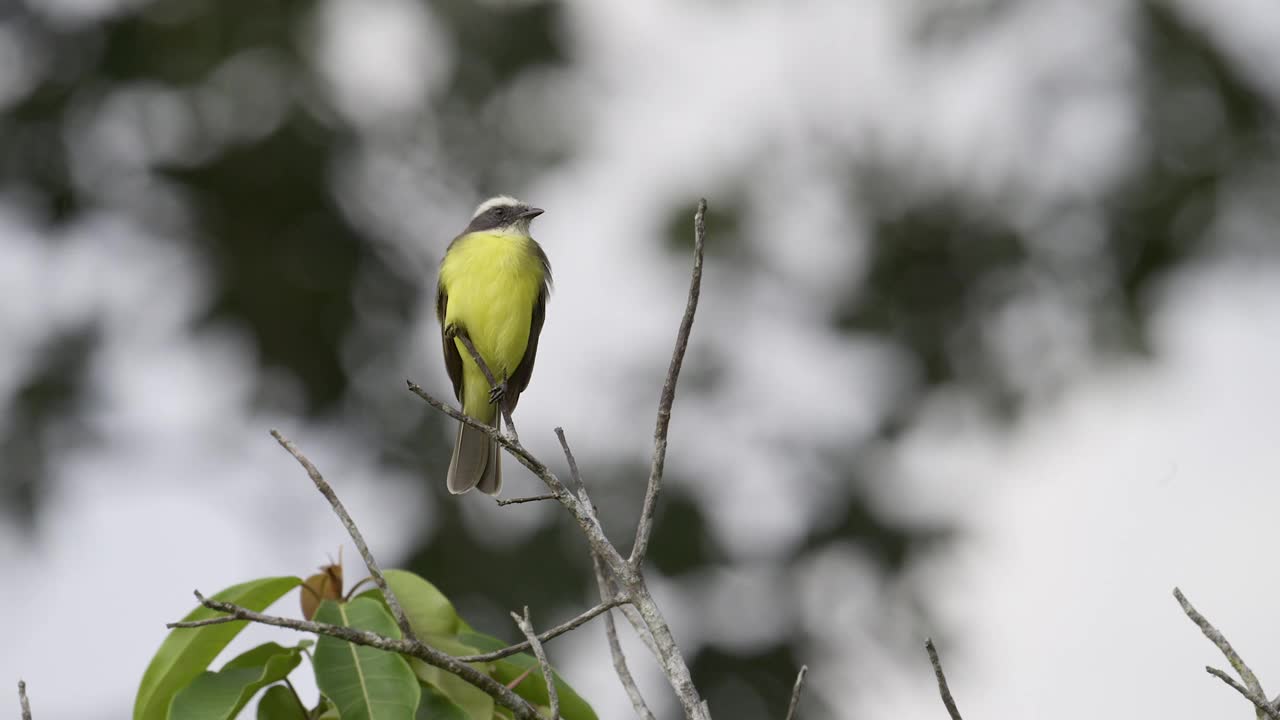 群居捕蝇蝇(Myiozetetes similis)栖息在哥斯达黎加雨林的灌木丛顶部。视频素材