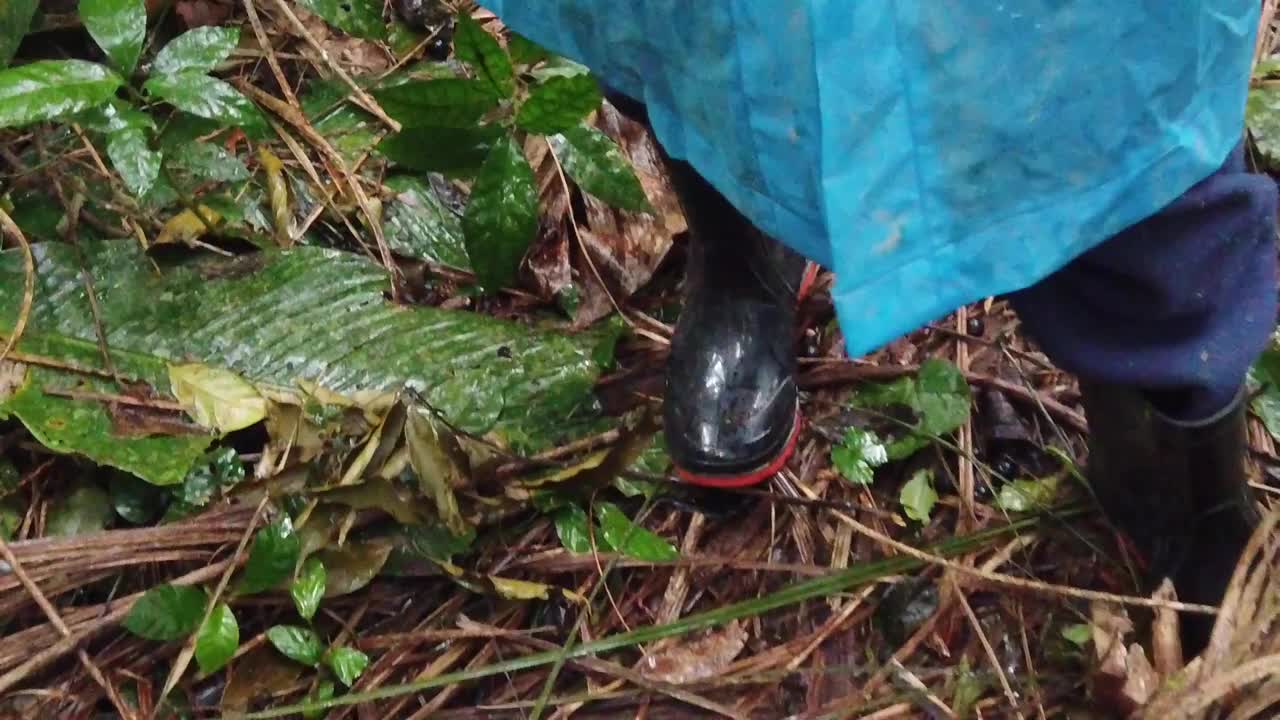 在雨林小径上漫步的双脚视频下载