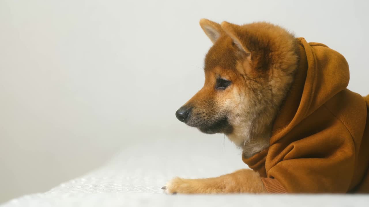 图为一只日本柴犬在主人手中吃着美味的食物视频素材