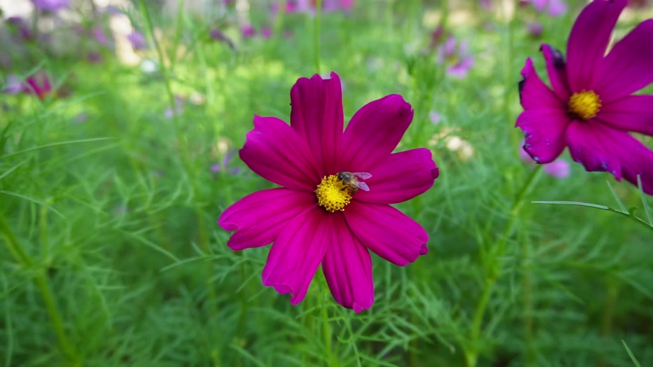 蜜蜂从花中采蜜的特写视频下载