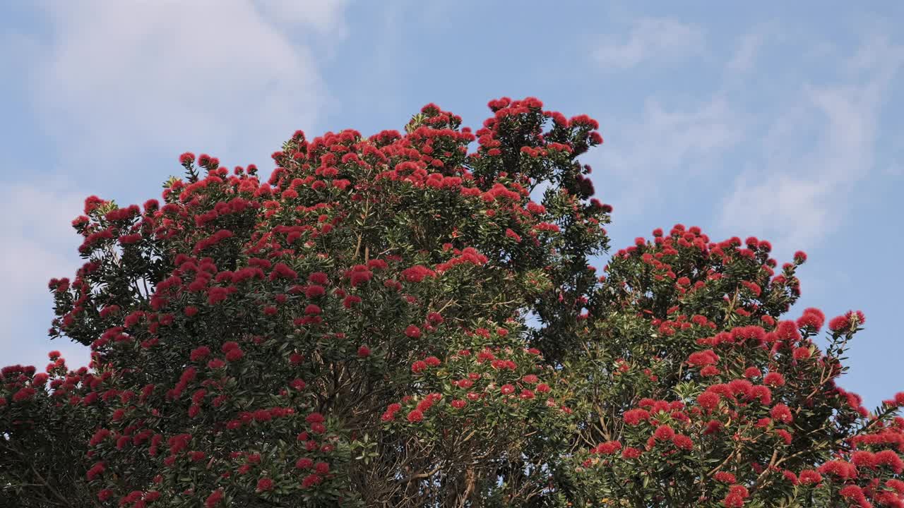 Pohutukawa树开花了视频素材