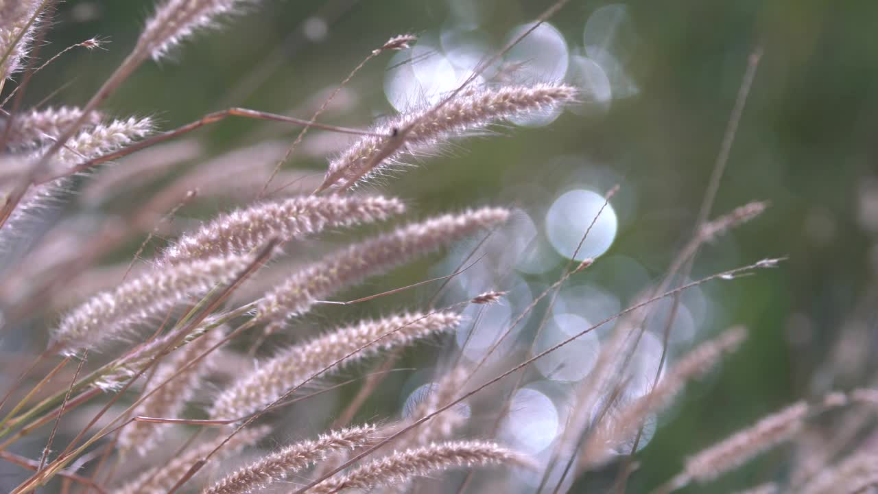 芦苇草花视频下载