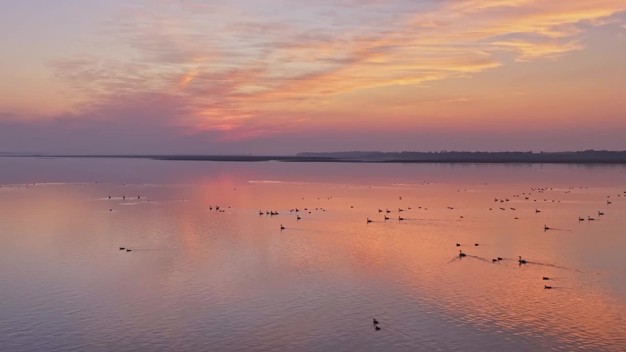 美丽的夕阳，湖中的大雁视频素材