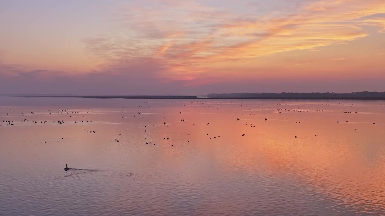 美丽的夕阳，湖中的大雁视频素材