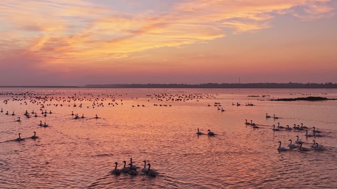 美丽的夕阳，湖中的大雁视频素材