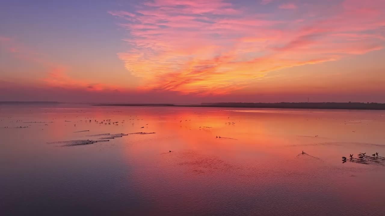 美丽的夕阳，湖中的大雁视频素材