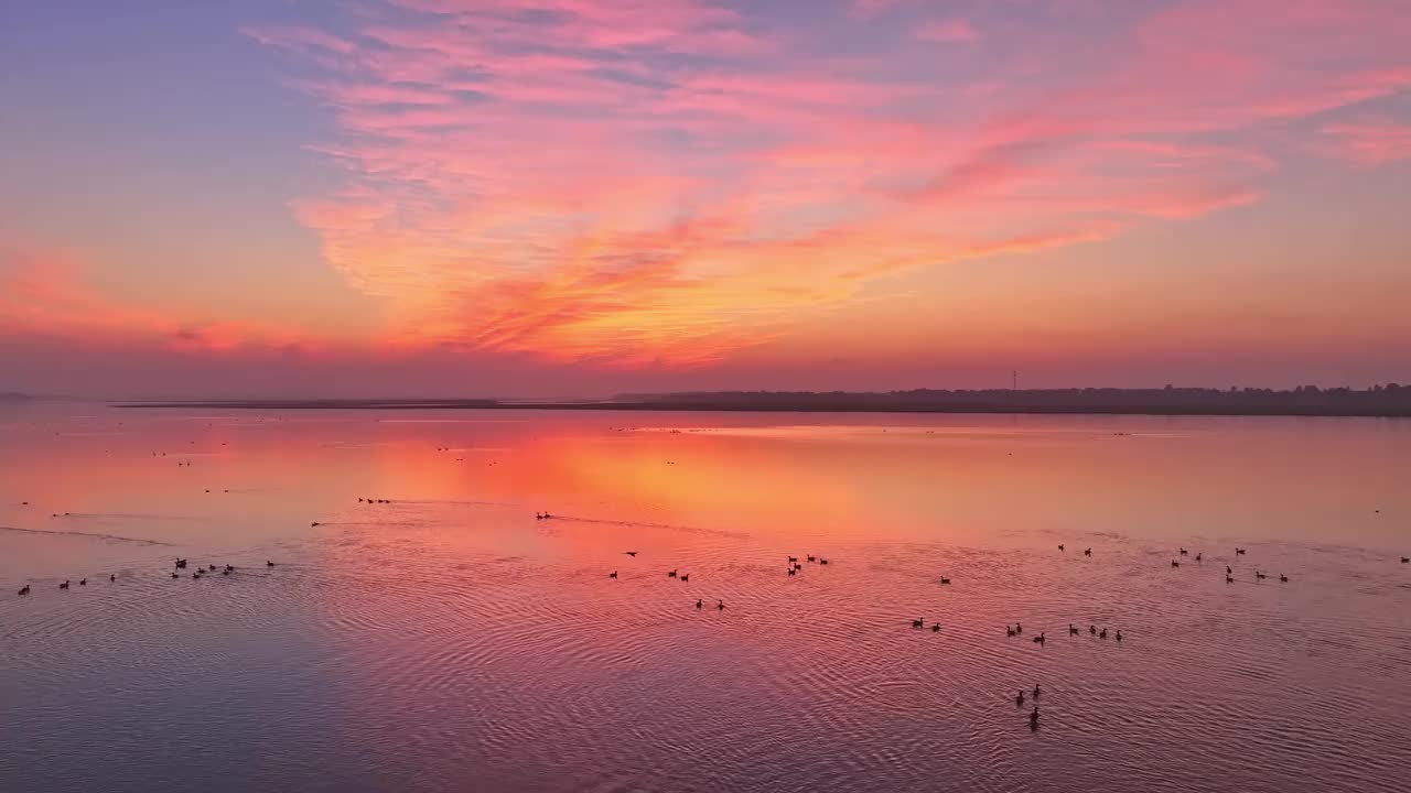 美丽的夕阳，湖中的大雁视频素材