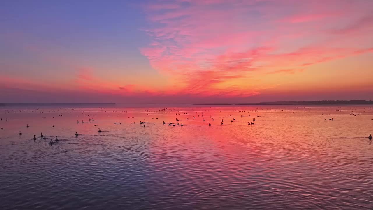 美丽的夕阳，湖中的大雁视频素材