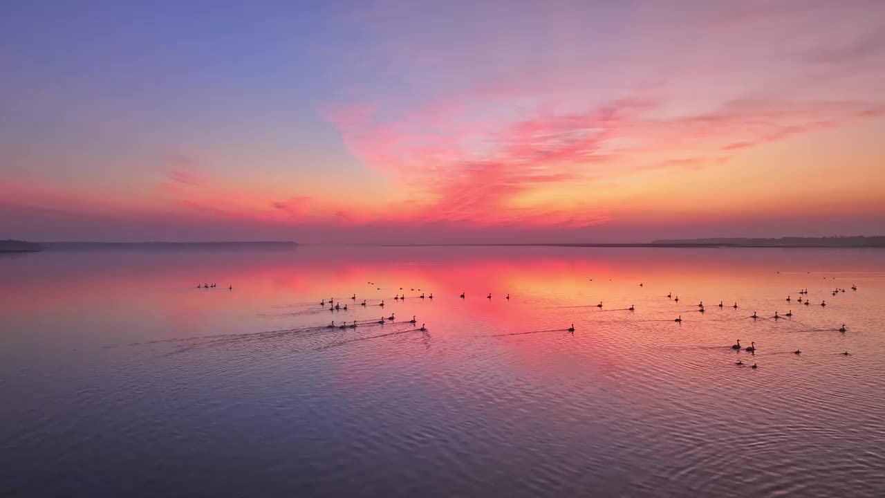 美丽的夕阳，湖中的大雁视频素材