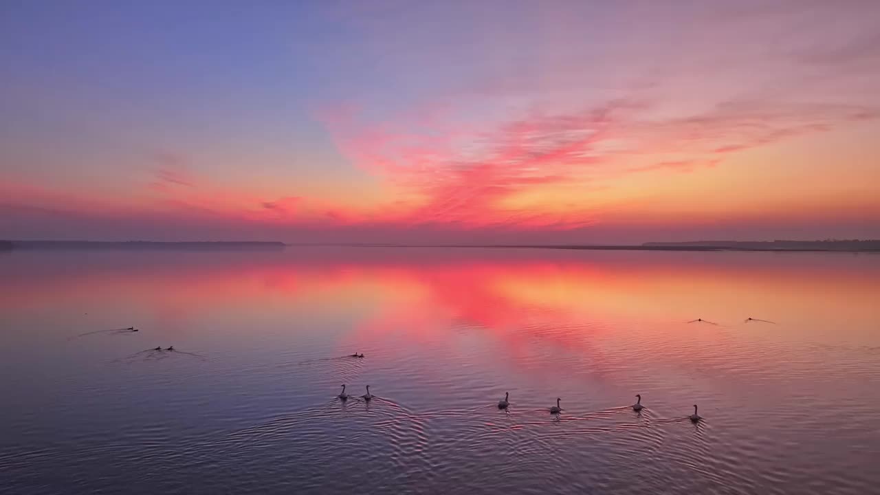 美丽的夕阳，湖中的大雁视频素材