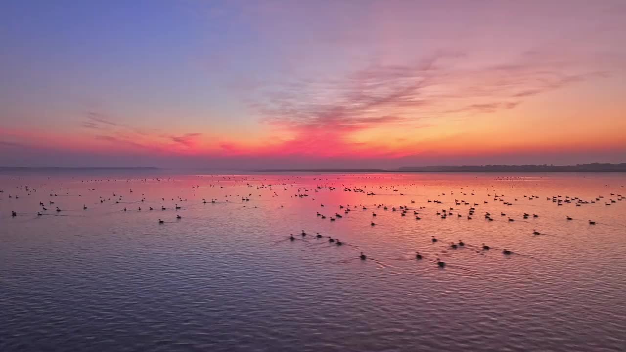 美丽的夕阳，湖中的大雁视频素材