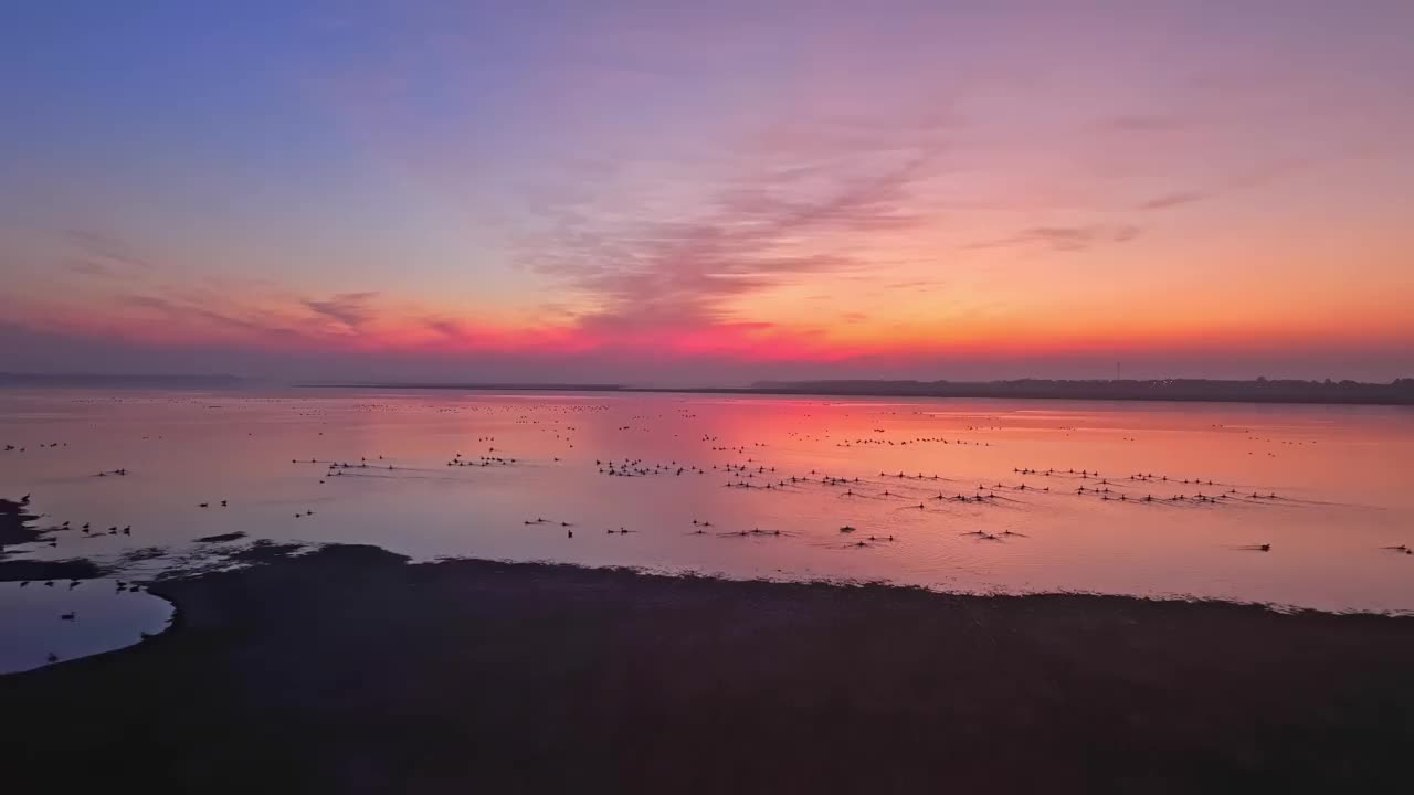 美丽的夕阳，湖中的大雁视频素材