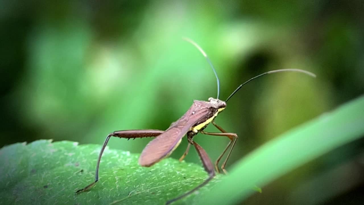 Walang Sangit生长在绿色的叶子上，学名为清光细蛾(Leptocorisa oratorus)。视频素材