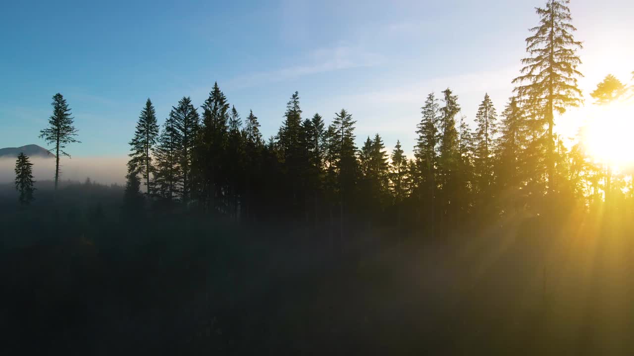 明亮的阳光透过山林中的云杉照射。令人惊叹的自然风光视频素材