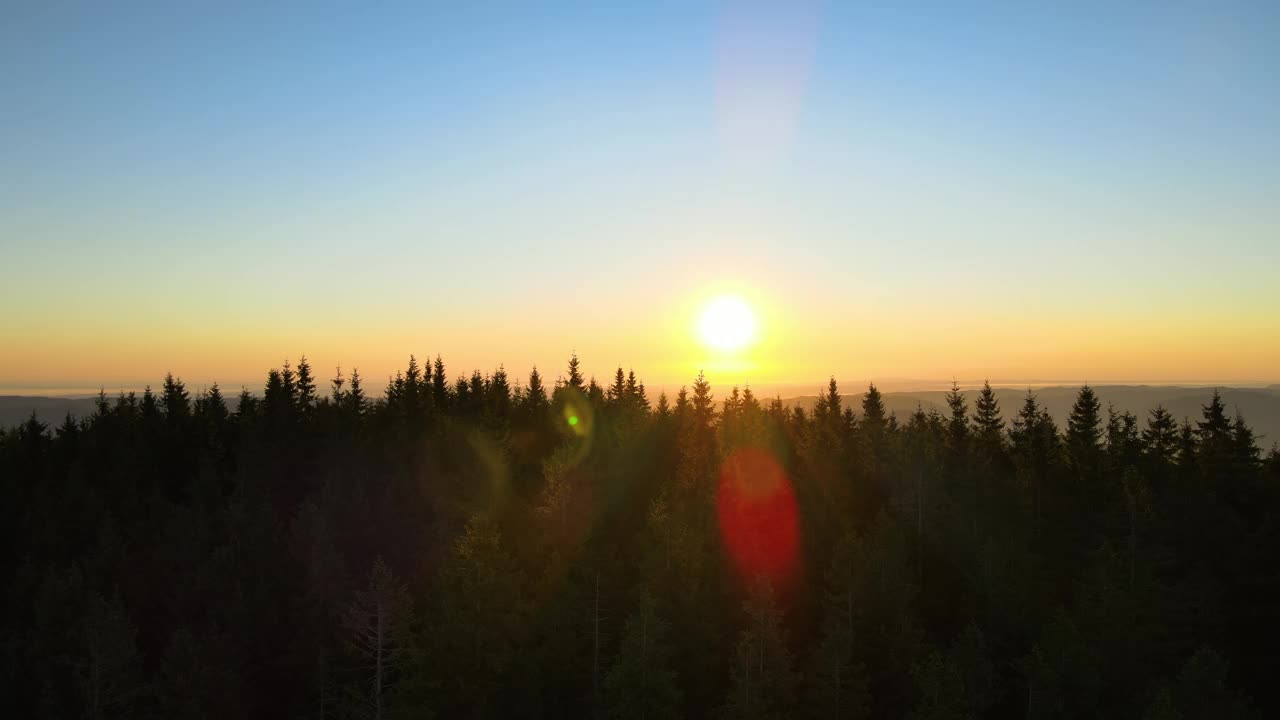 野生山林中令人惊叹的日落景色。黑暗的松林被明亮的夕阳照亮。美丽的自然景观视频素材