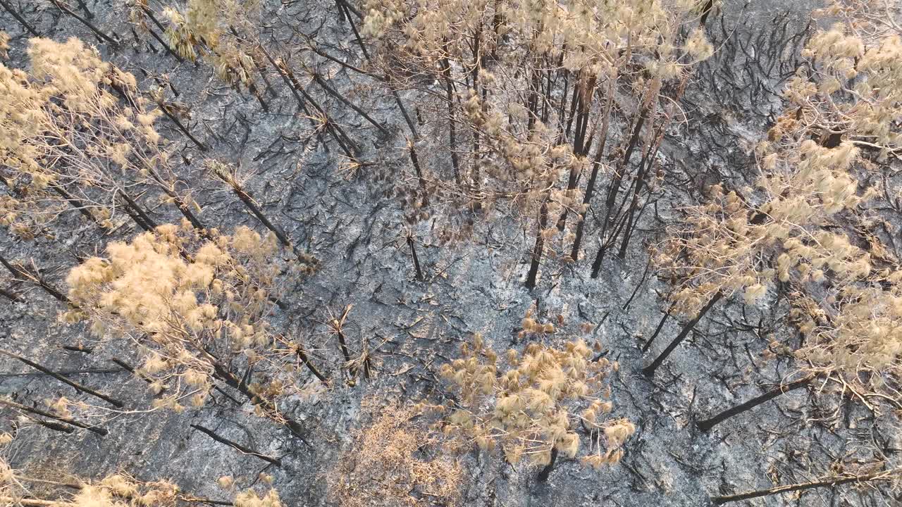 森林大火摧毁了佛罗里达的丛林森林，黑色的死植被被烧毁。地面覆盖着一层灰。自然灾害概念视频素材