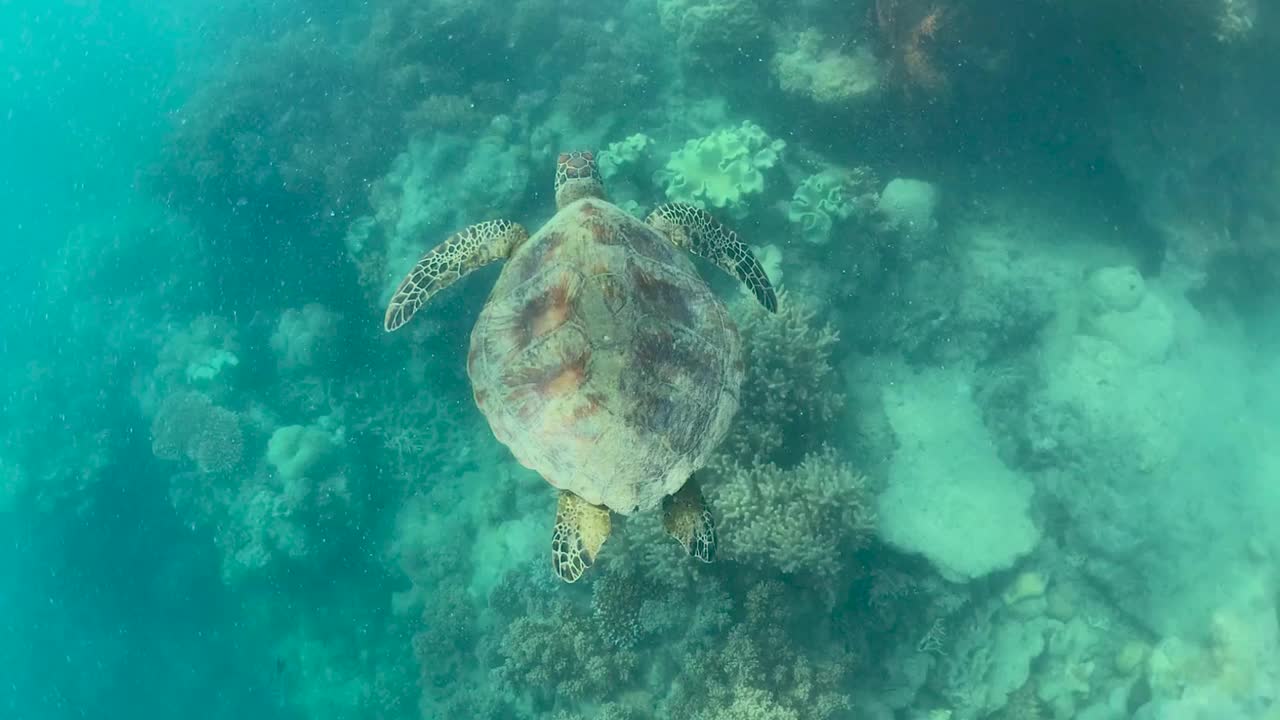 绿海龟在珊瑚礁周围游泳视频下载