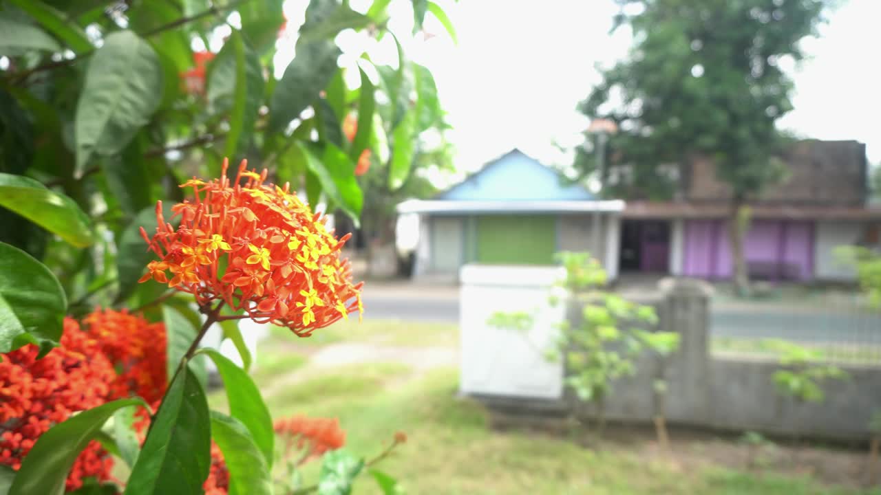 花视频素材