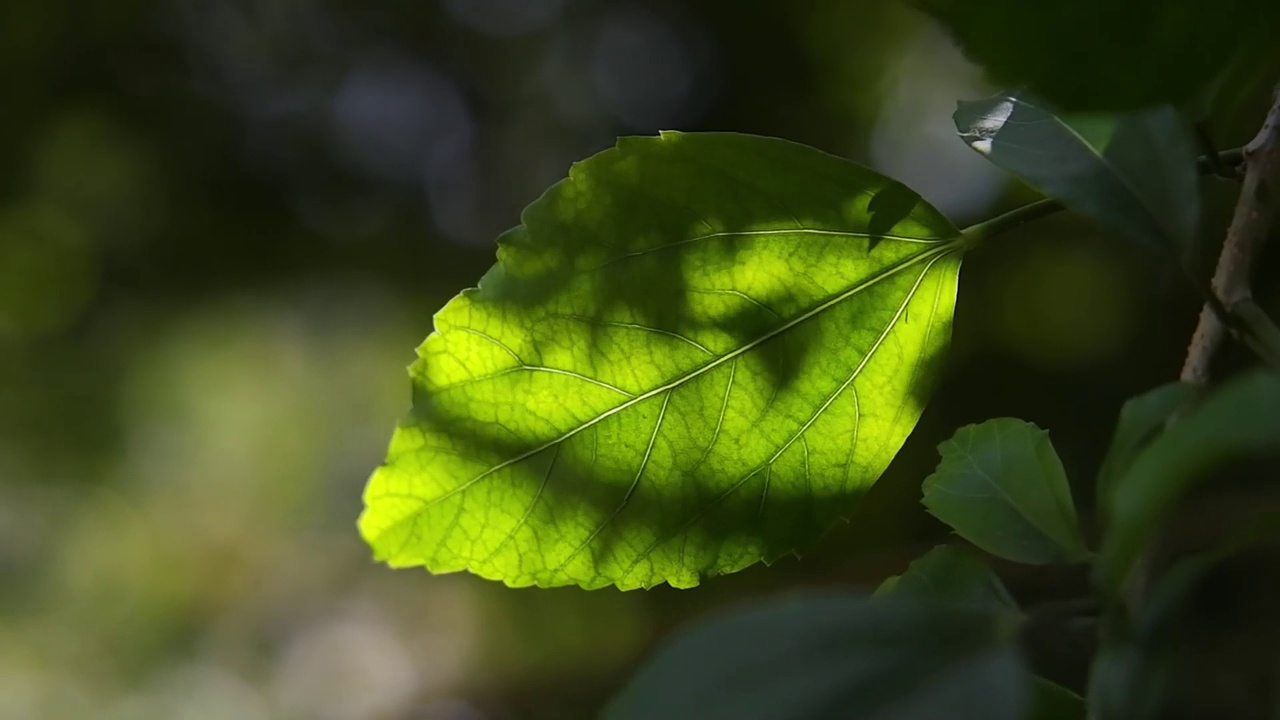 在自然背景的热带花园中，清新的绿叶枝在风和阳光中绽放视频素材